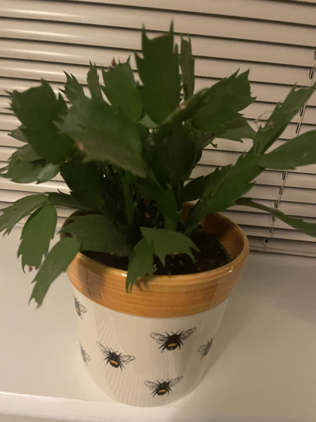 My Christmas cactus didn't flower