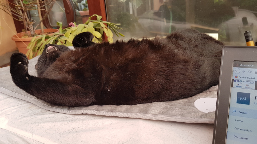 To think my cat has cracked the work life balance totally