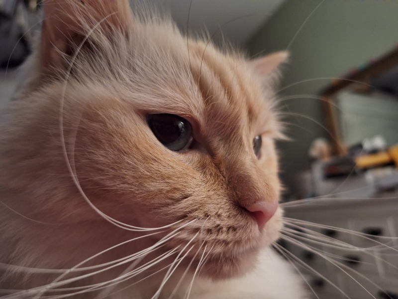 What compliments do you pay your cat?