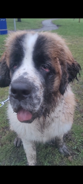 Do your dogs get walked every day, regardless of the weather ? How do they react to going out in the wet and cold ?