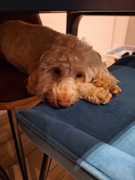 please cheer me up with photos of your guilty looking dogs