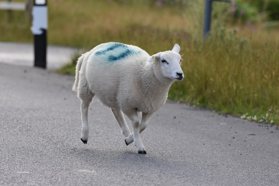 Archers thread #160: Ram a lamb a ding dong! To rate the mass wisteria in Ambridge, tap the feedback tablet here.