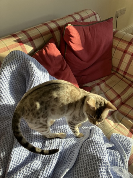 Christmas with the Excellent Cats