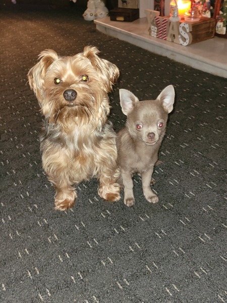 I've never had a dog in my life, but I'm looking at chihuahuas