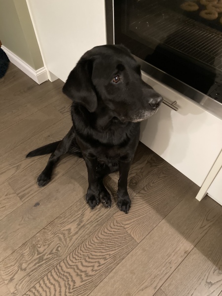 Ideas for Gift for Lovely Vet Team