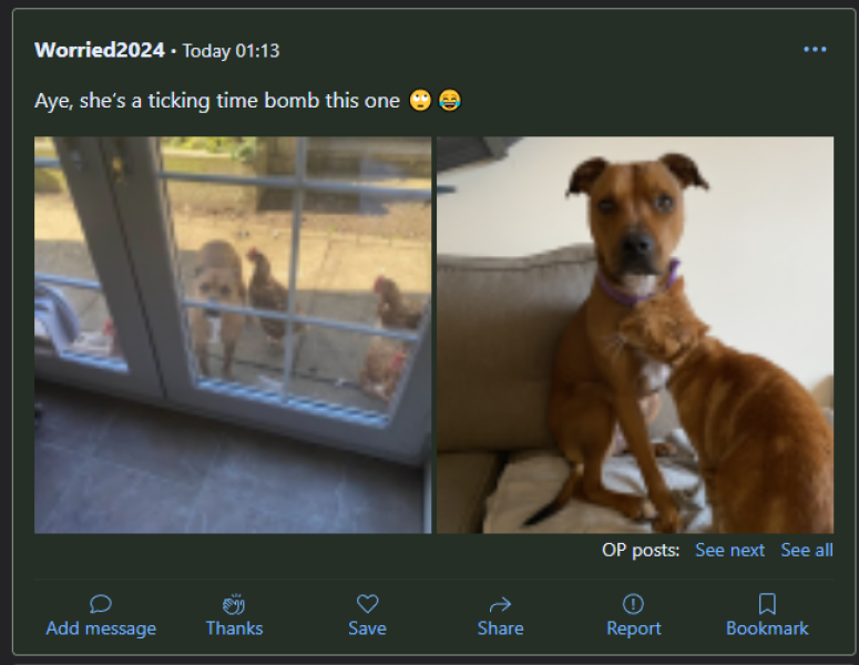 Will my dog be classed as a ‘type’?