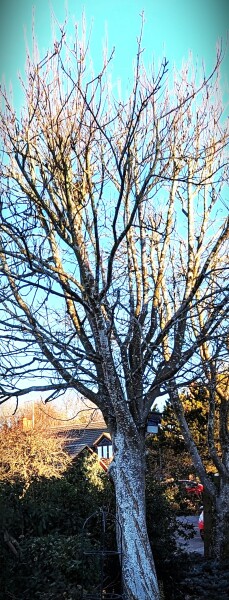 what tree is this one? thanks