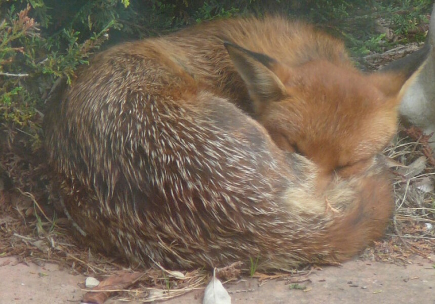 There is a fox having a nap in my garden right now...