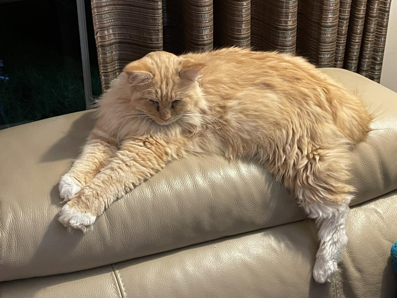 How to get my gorgeous cats to get along!