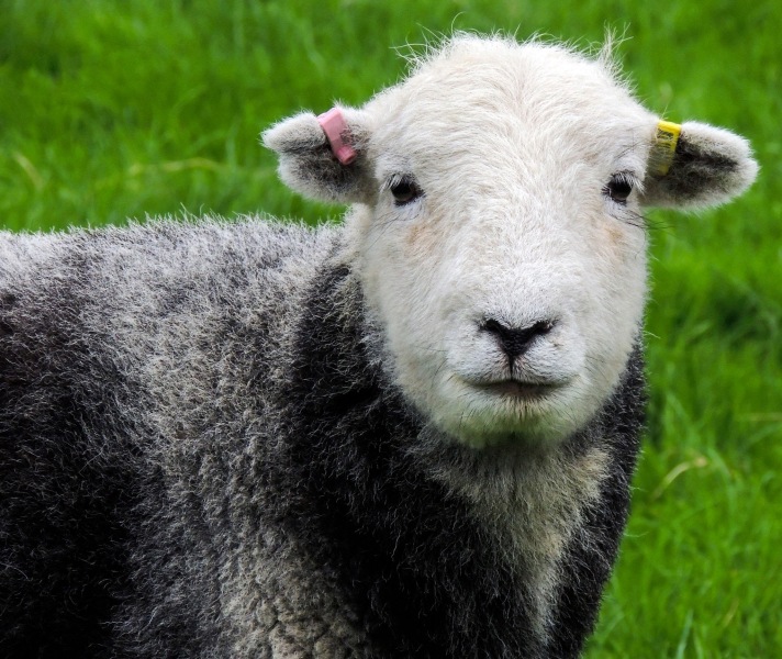 Archers thread #160: Ram a lamb a ding dong! To rate the mass wisteria in Ambridge, tap the feedback tablet here.