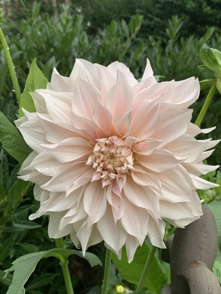 Is anyone ready to be excited about dahlias yet?