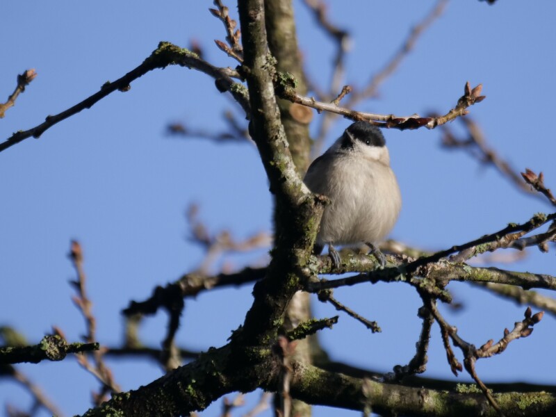 Thread 49 - Covid GCSE Cohort - The nights are drawing in...