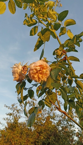 What kind of rose is this?!