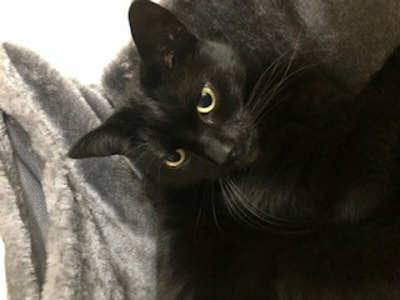 Pet photo thread