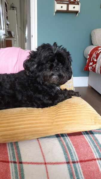 Pet photo thread