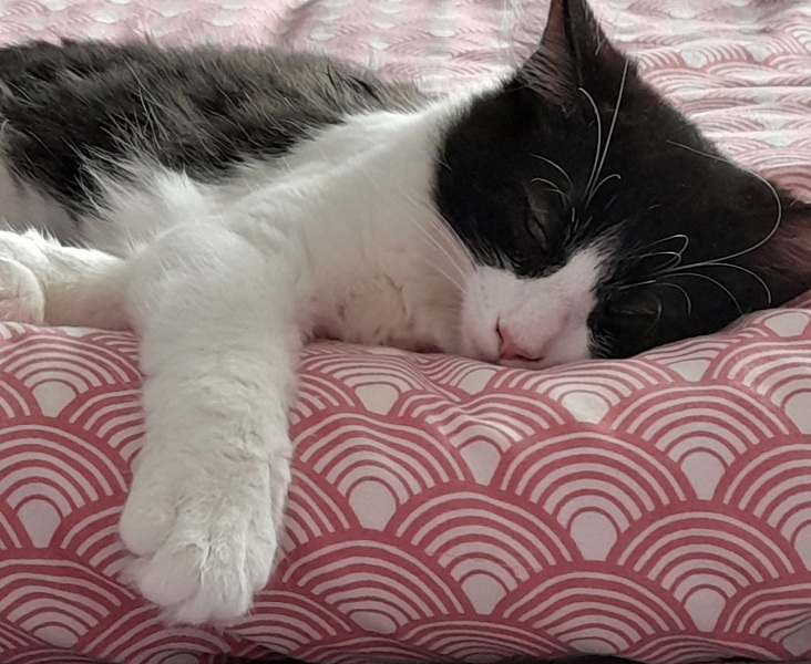 Pet photo thread
