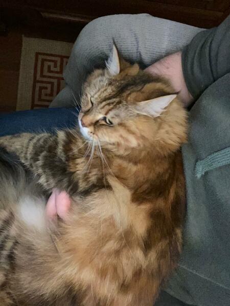 Advice on leaving a Siberian