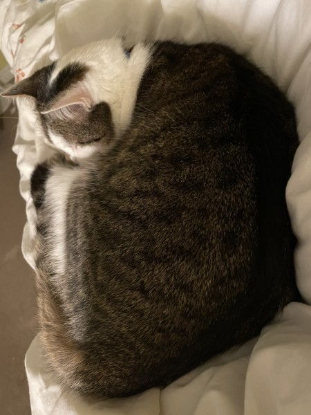 Stage IV cancer? Incurable? Roll up, roll up, this thread is for you!