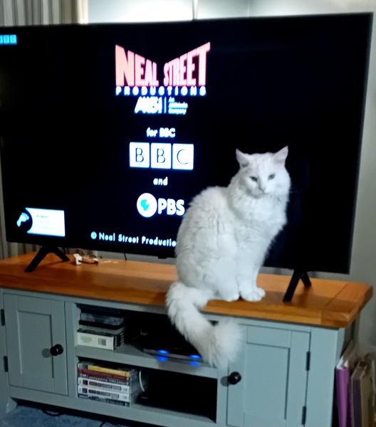 Christmas with the Excellent Cats