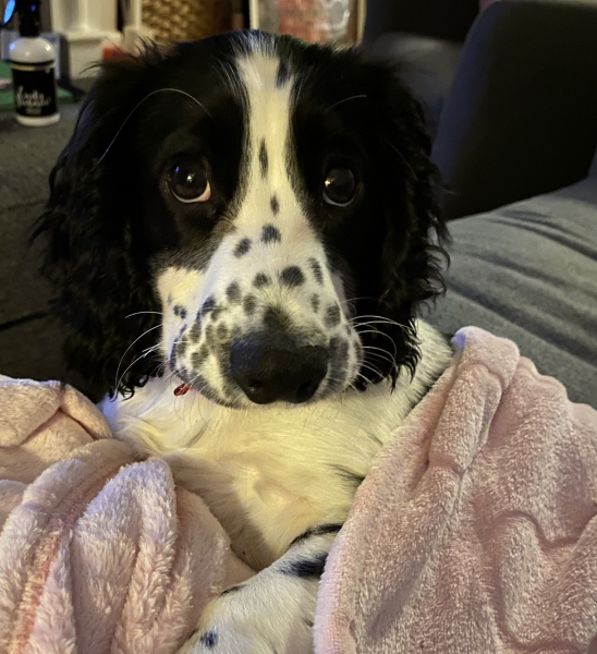 What is your dog doing right now?