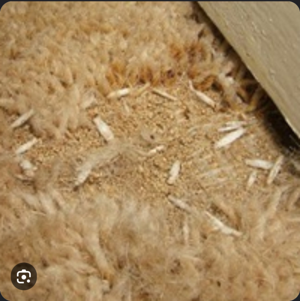 Can someone tell me about carpets?