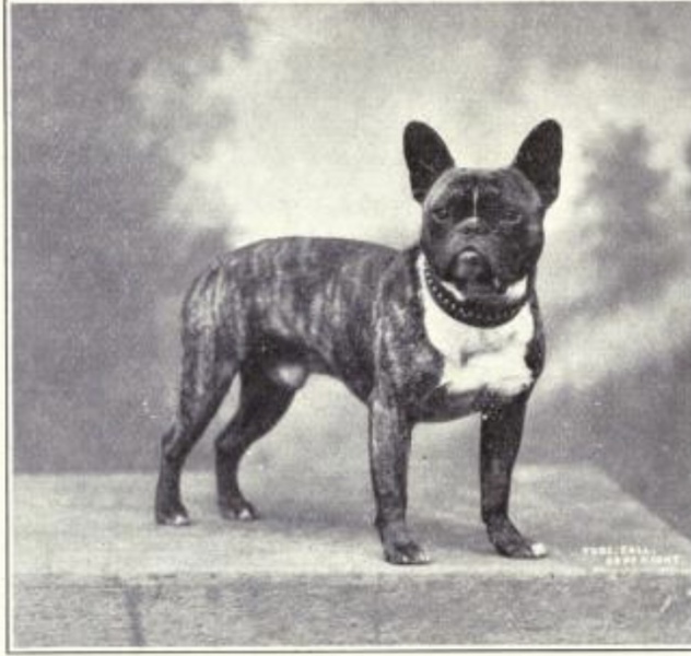 French Bulldogs - Why so much negativity on here?