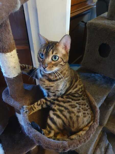 What compliments do you pay your cat?