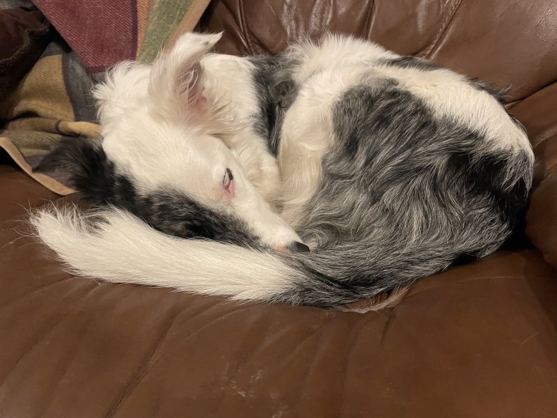 What is your dog doing right now?