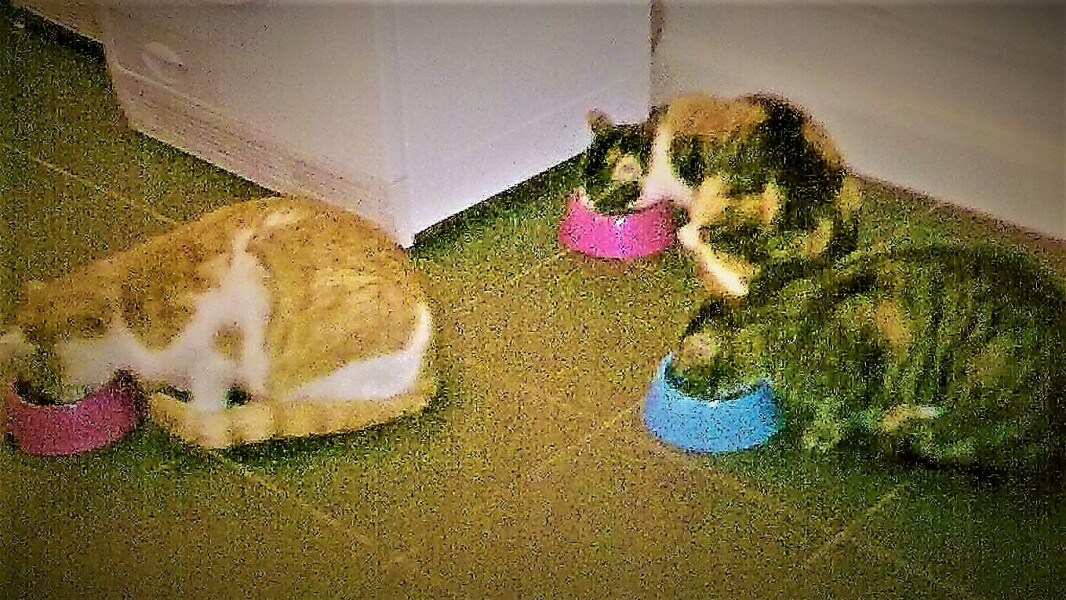 Tales and Tails and NMCs  -  the Excellent Cats March On