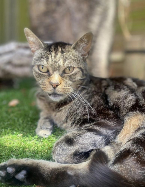 Tales and Tails and NMCs  -  the Excellent Cats March On