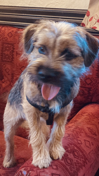 Puppy Survival Thread - for old and new pups heading into winter