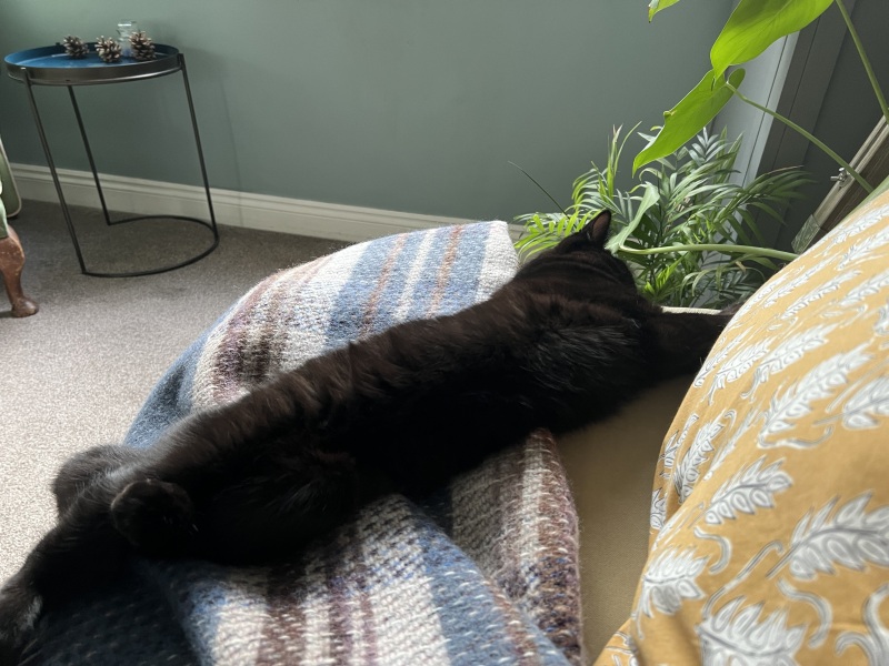 Advice needed for situation with poorly cat