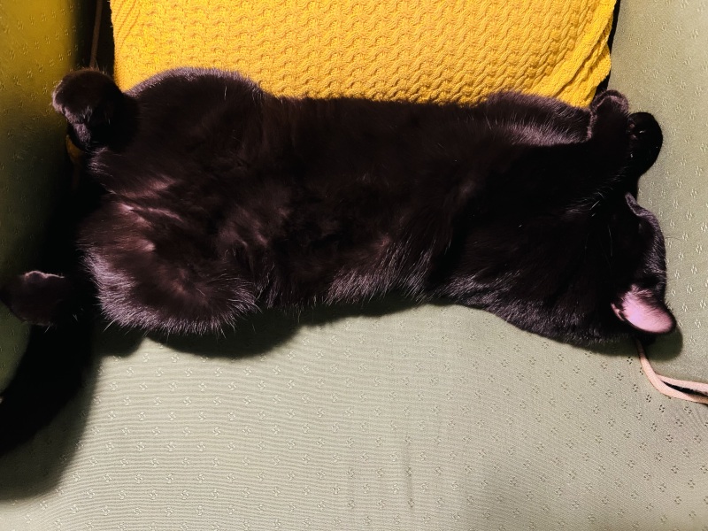 Advice needed for situation with poorly cat