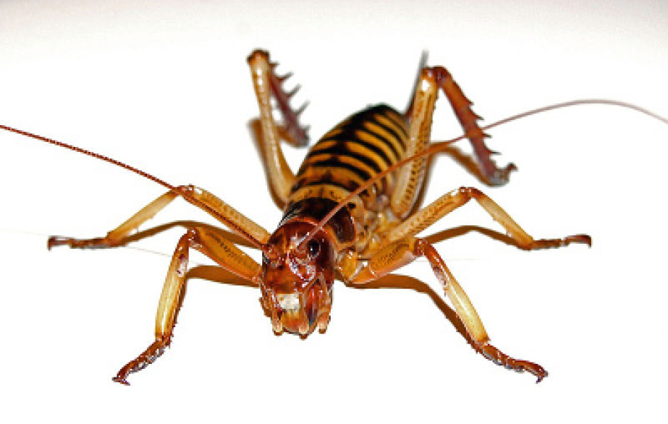 I think my cat stole someone's Sunday lunch