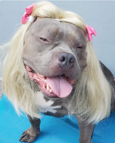 XL bully dogs and Scotland