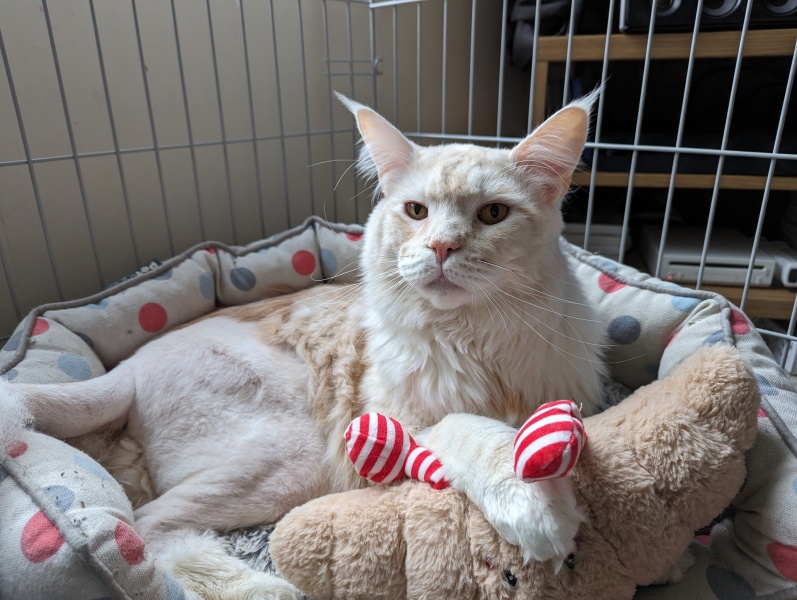 Cat on crate rest