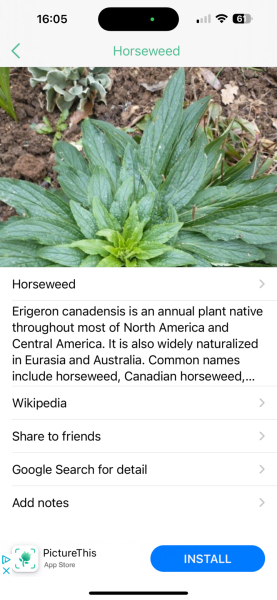 Plant ID request!