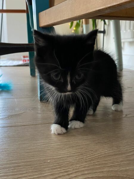 Tales and Tails and NMCs  -  the Excellent Cats March On