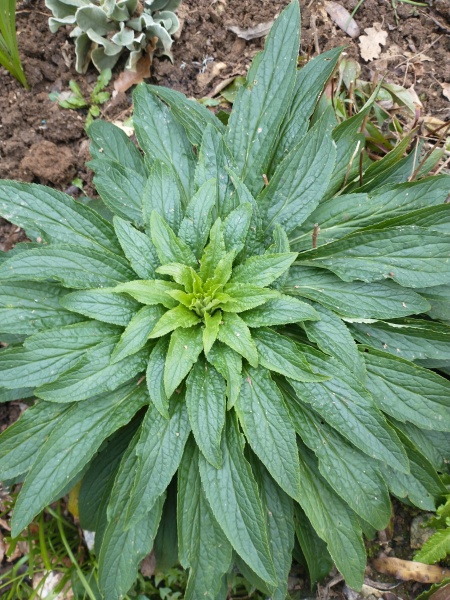 Plant ID request!