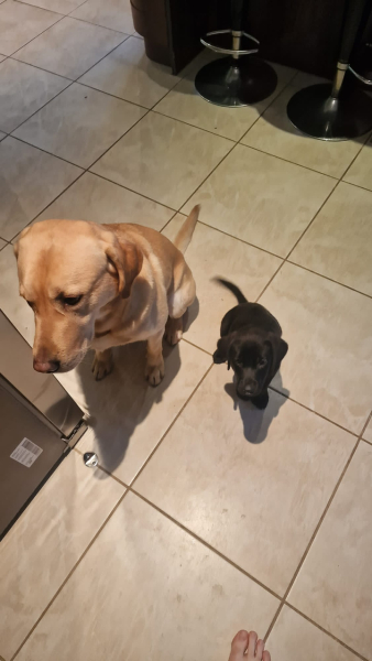 Puppy Survival Thread - for old and new pups heading into winter