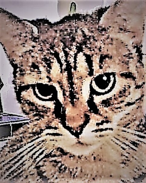 I think my cat stole someone's Sunday lunch