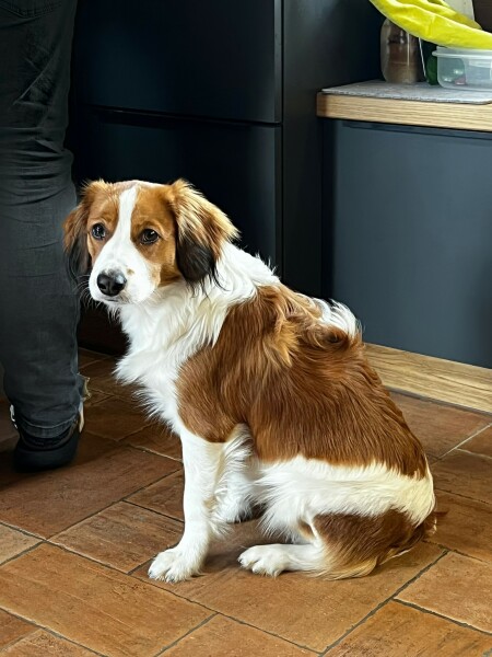 Worried about my dog
