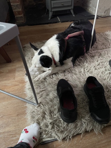 What is your dog doing right now?