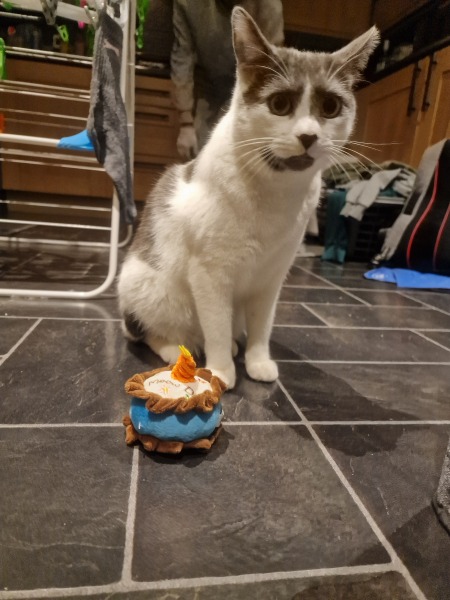 Would you rescue a disabled cat?