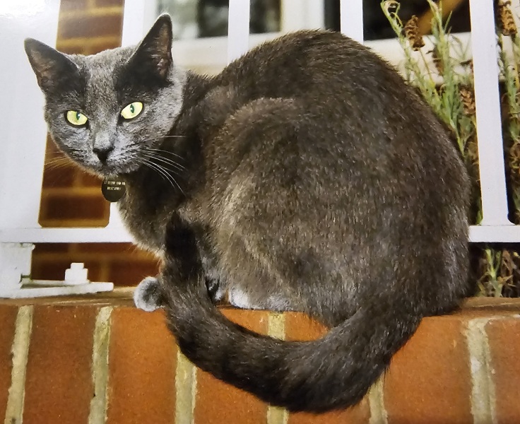 Tales and Tails and NMCs  -  the Excellent Cats March On
