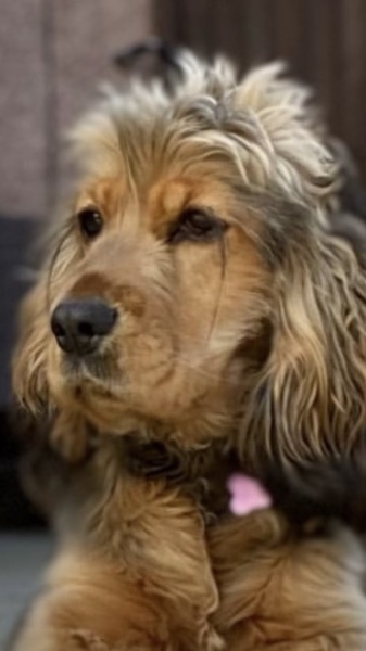 Dog Sitter Hacked off Dog’s Eyelashes