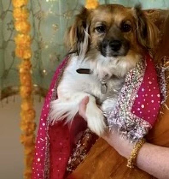 This is my DD’s rescue dog-and here’s the game.