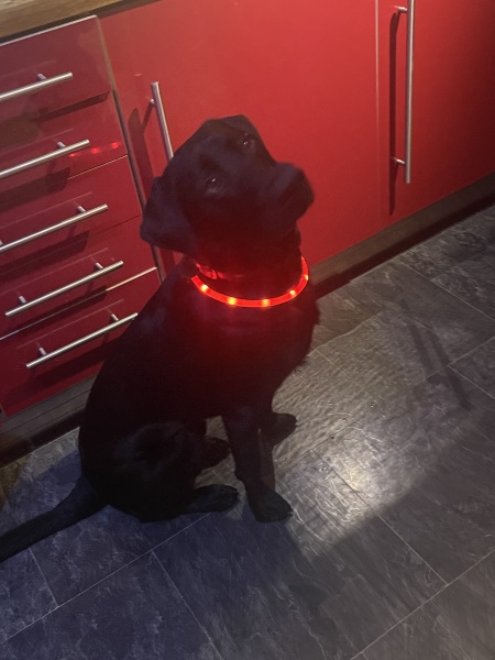 Puppy Survival Thread - for old and new pups heading into winter