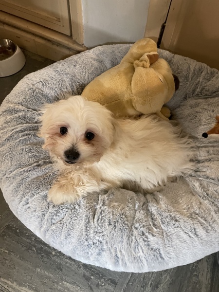 Need help identifying dog!