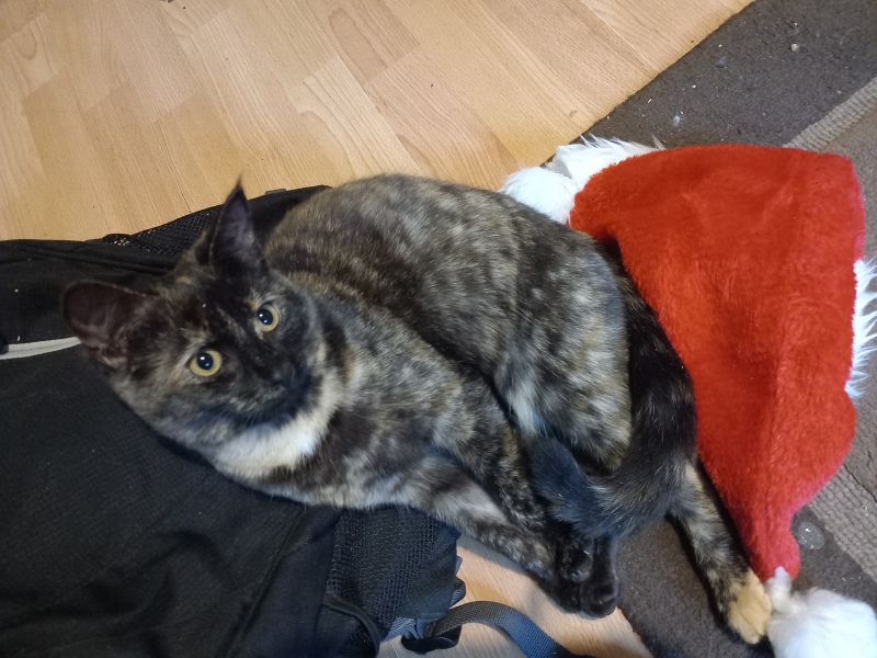 What compliments do you pay your cat?